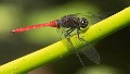 Orthetrum villosovittatum male-2